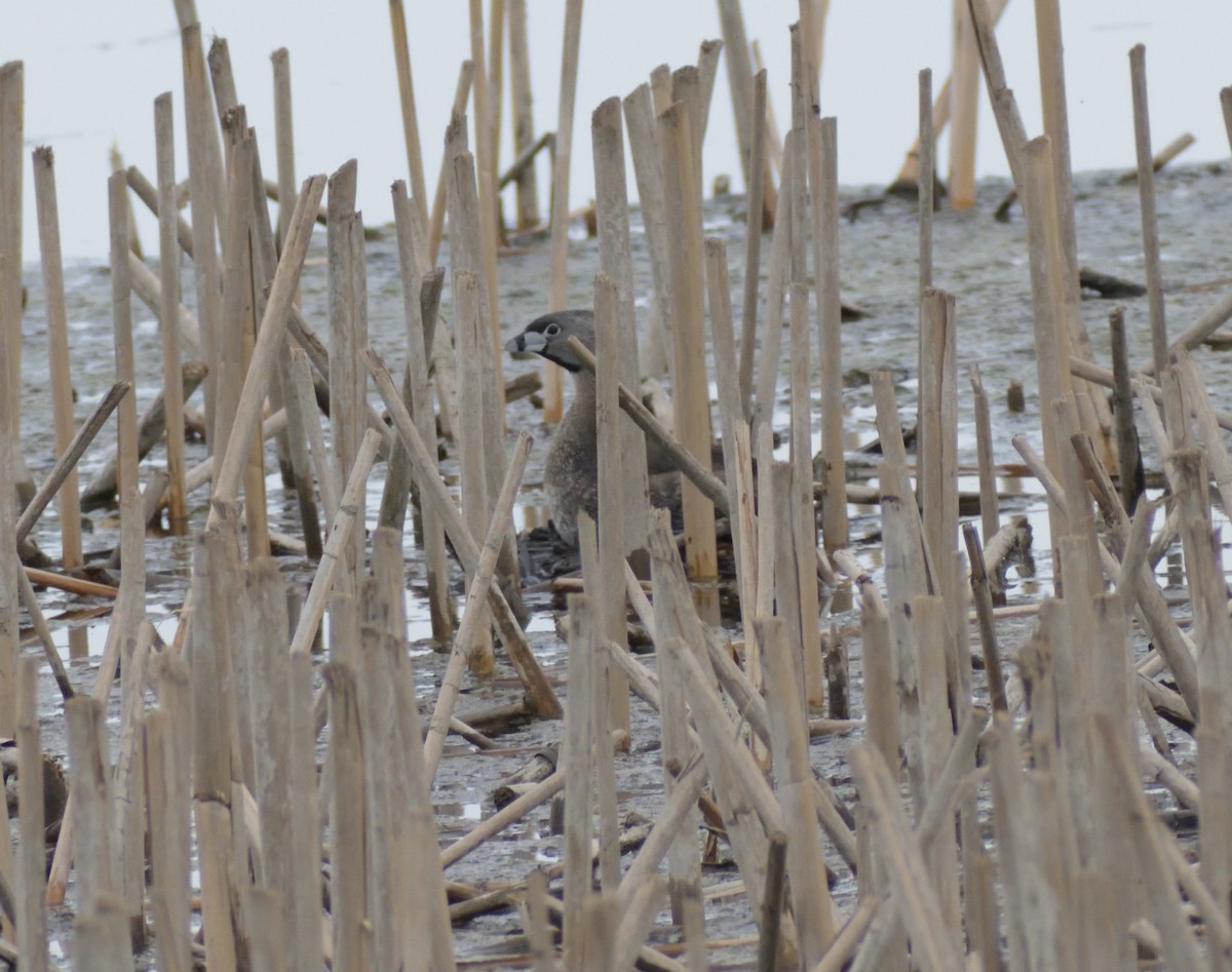 Pied-billed Grebe - ML620043335