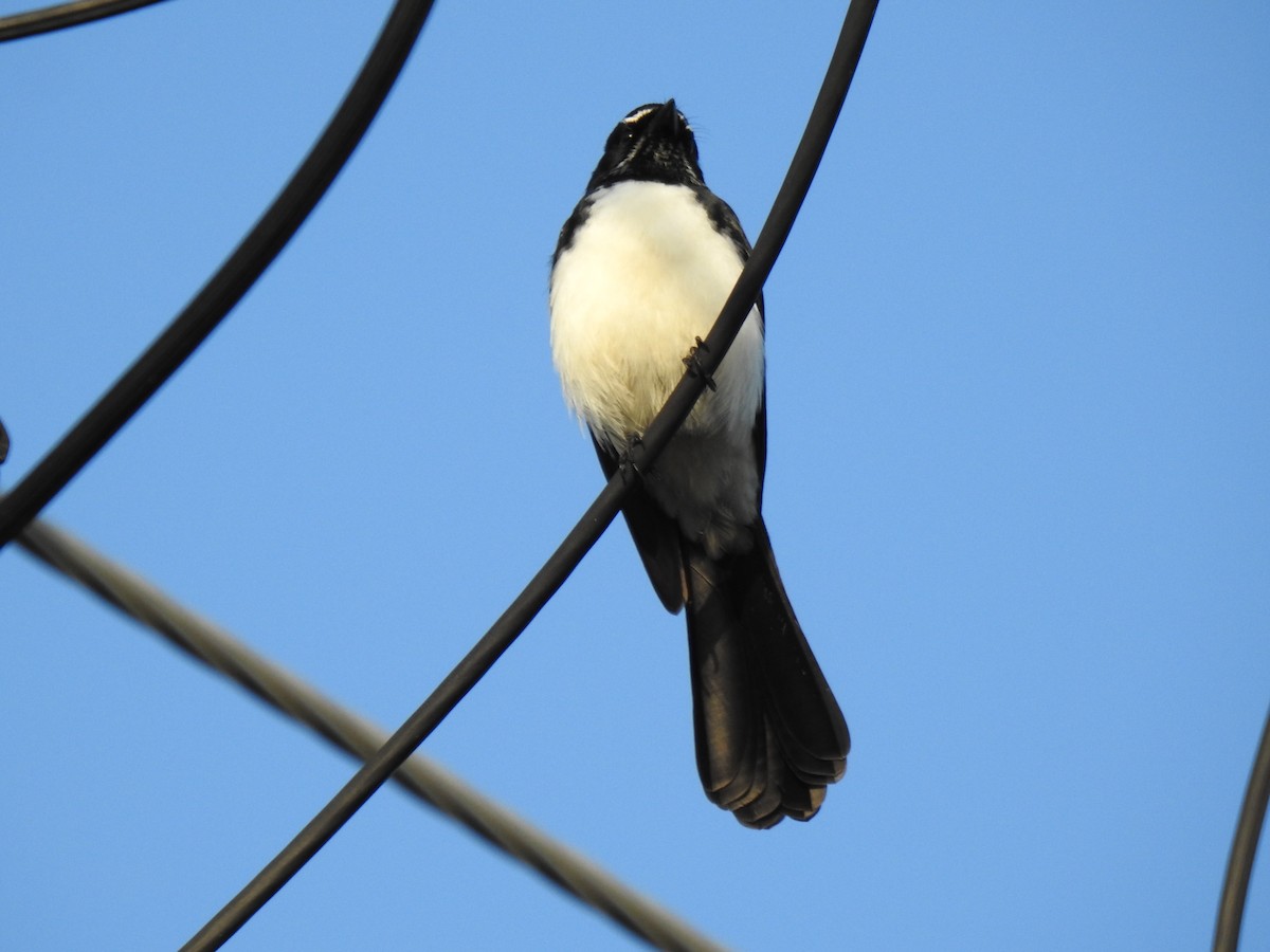 Willie-wagtail - ML620043347