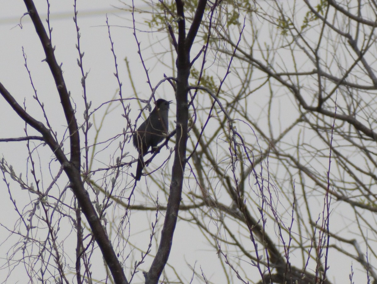 Gray Catbird - Robert Tonge