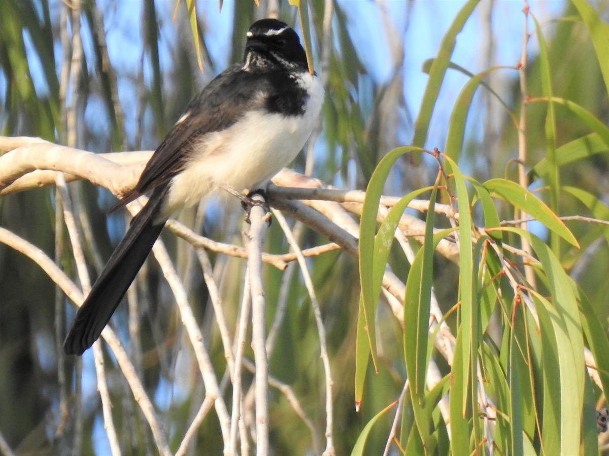 Willie-wagtail - ML620043356