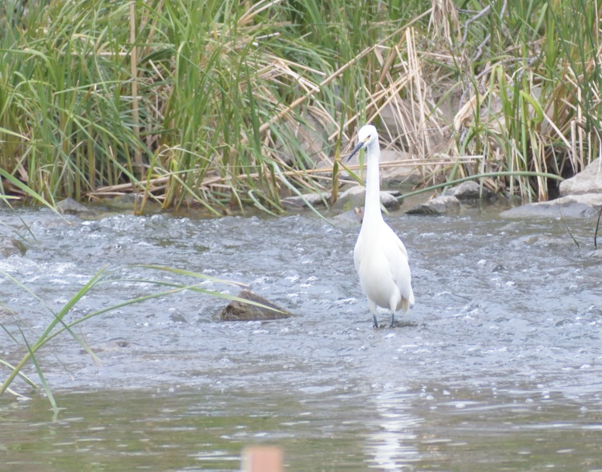 Snowy Egret - ML620043357