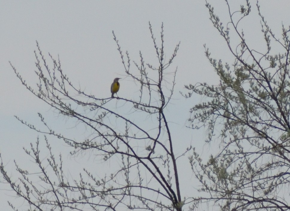 Western Meadowlark - ML620043367