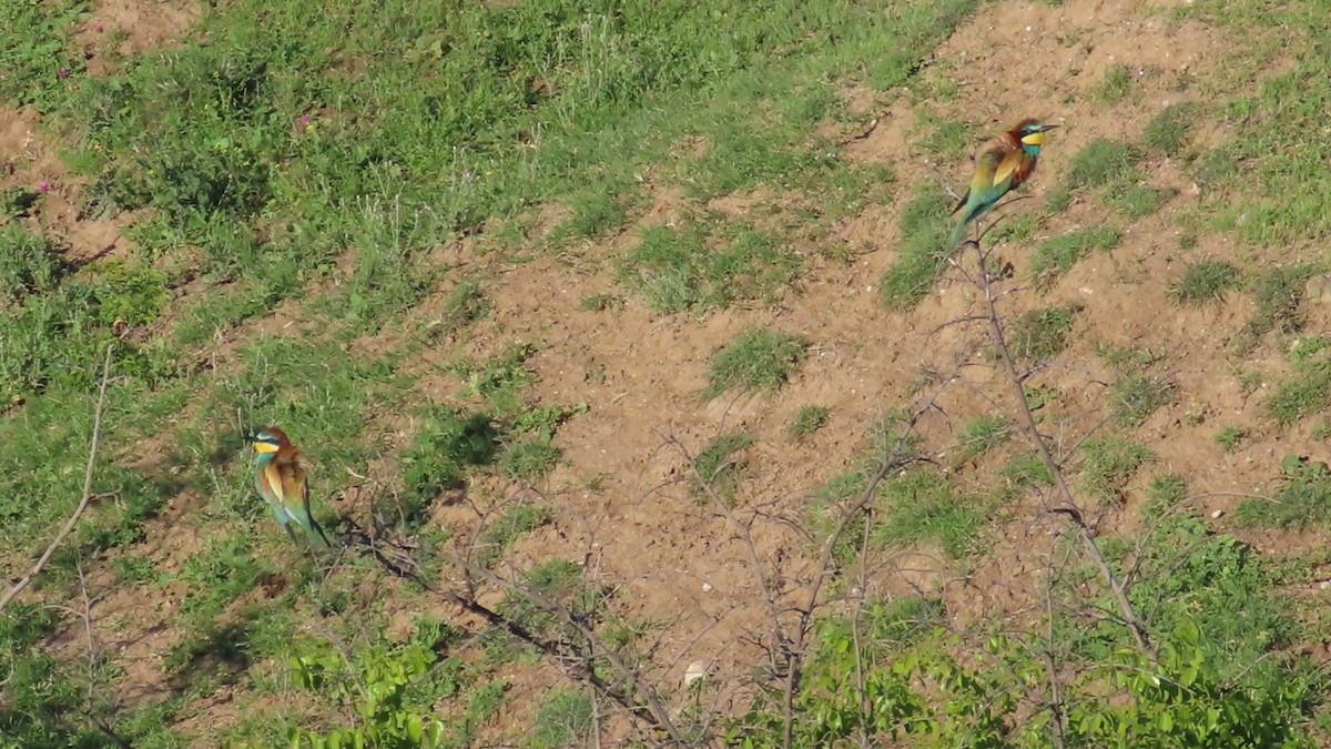 European Bee-eater - ML620043374
