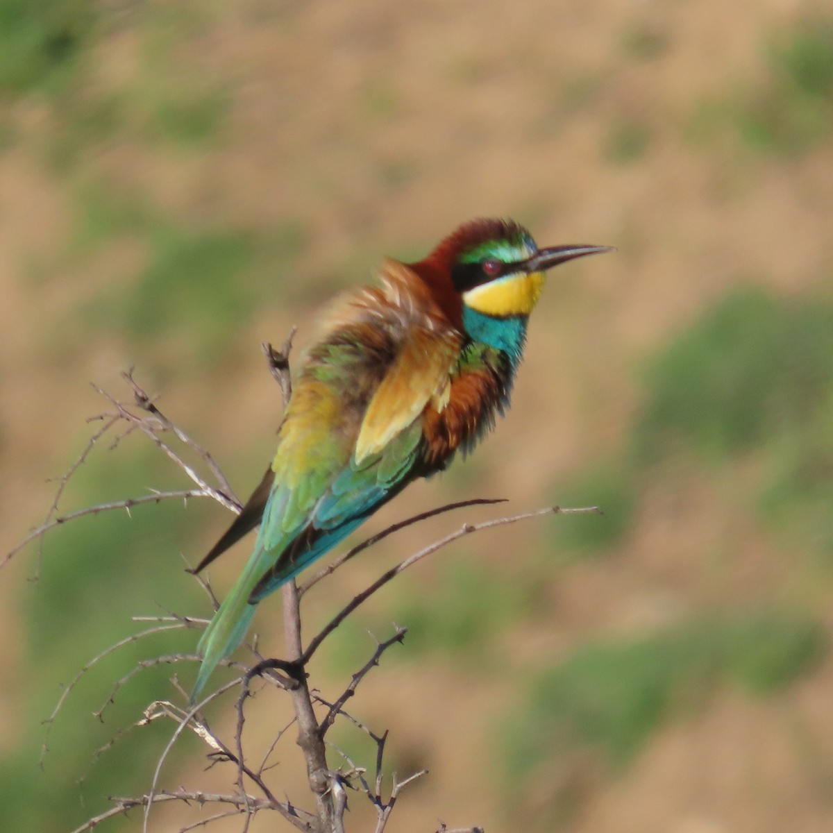 European Bee-eater - ML620043375