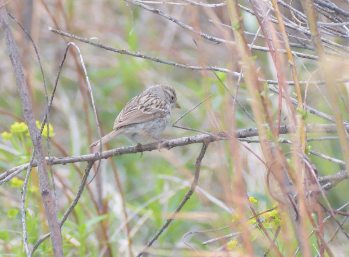 Brewer's Sparrow - ML620043378