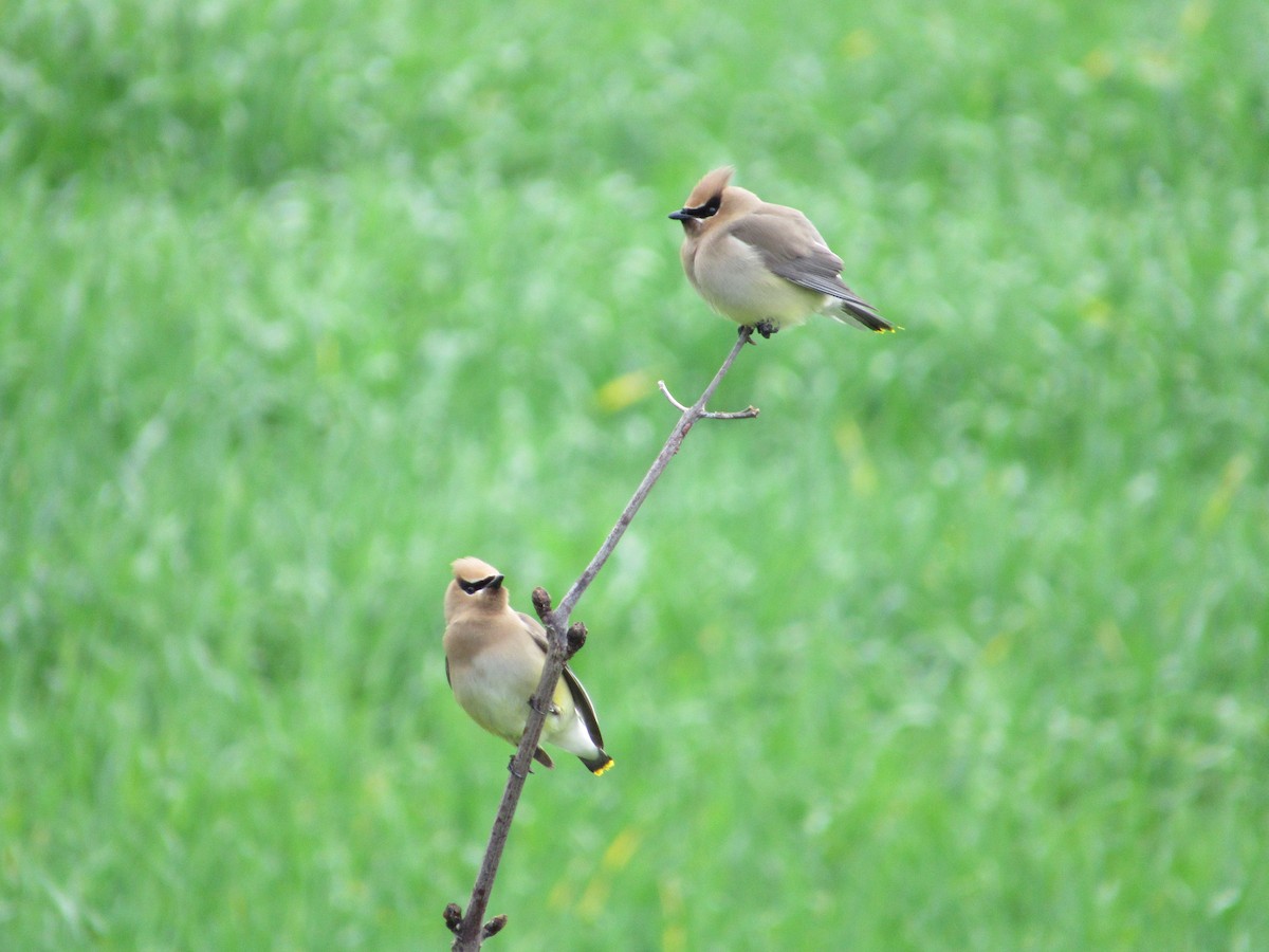 Cedar Waxwing - ML620043380