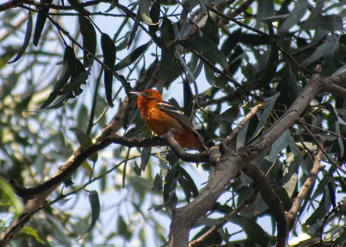 Flame-colored Tanager - ML620043385