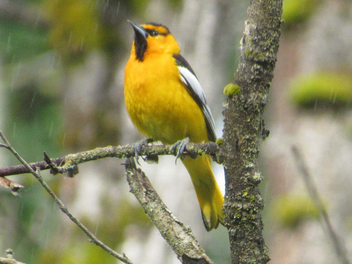 Bullock's Oriole - ML620043388