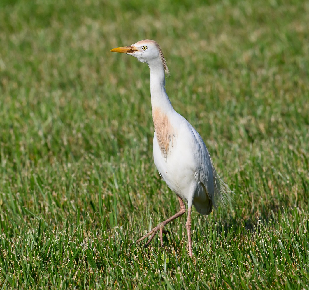 Чапля єгипетська (підвид ibis) - ML620043398