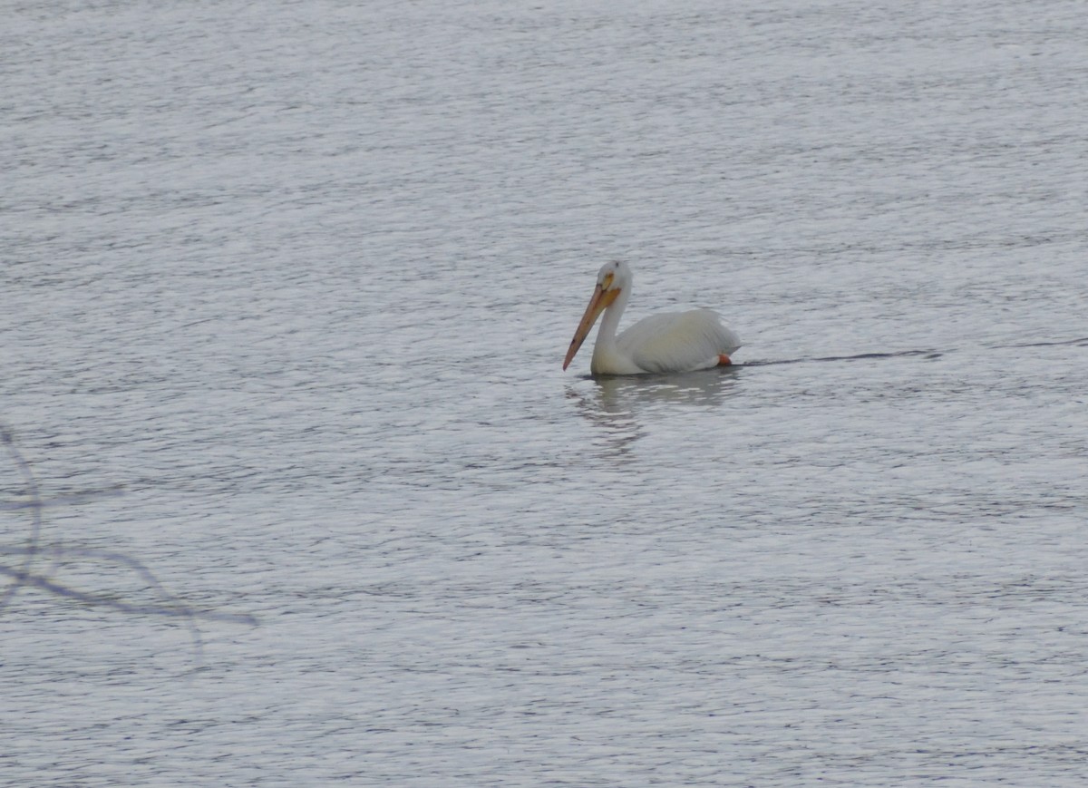 pelikán severoamerický - ML620043427