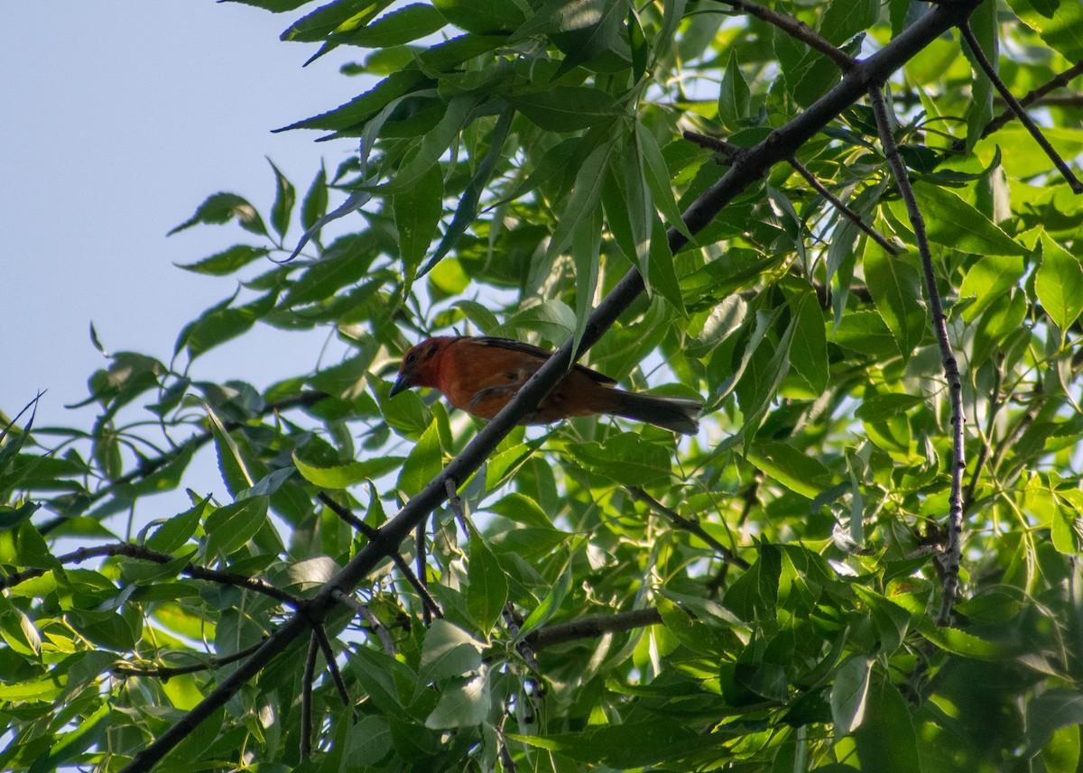 Flame-colored Tanager - ML620043431