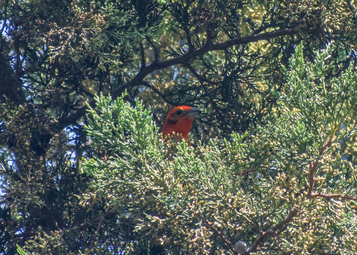 Flame-colored Tanager - ML620043433