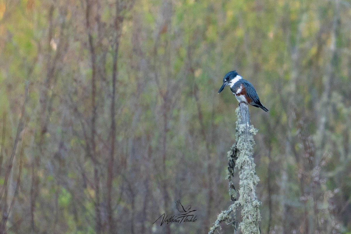 Belted Kingfisher - ML620043454