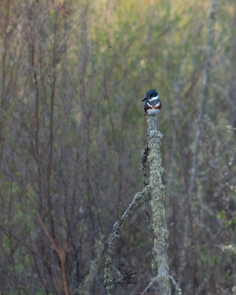 Belted Kingfisher - ML620043455