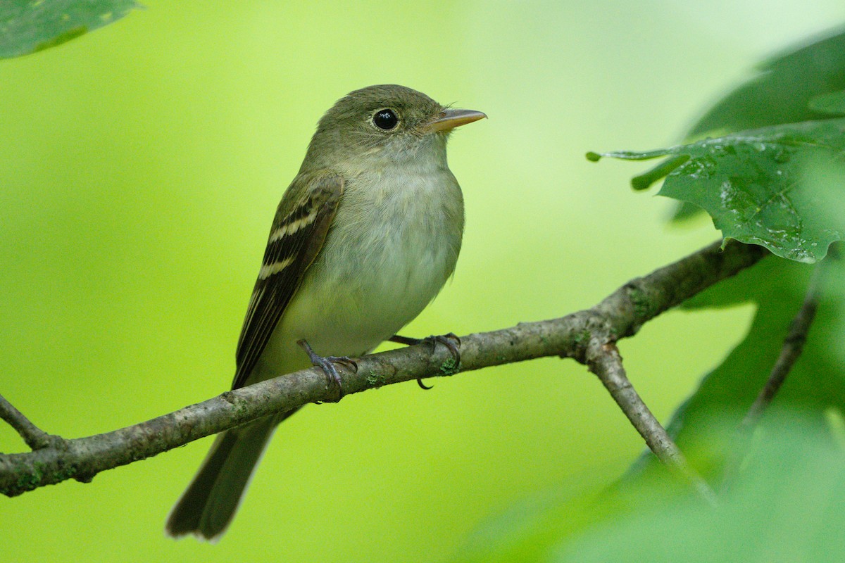 Acadian Flycatcher - ML620043457