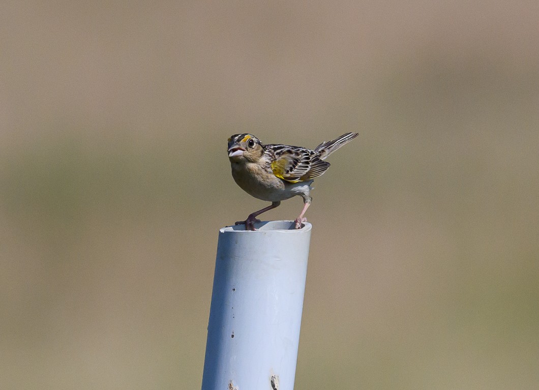 Grasshopper Sparrow - ML620043469