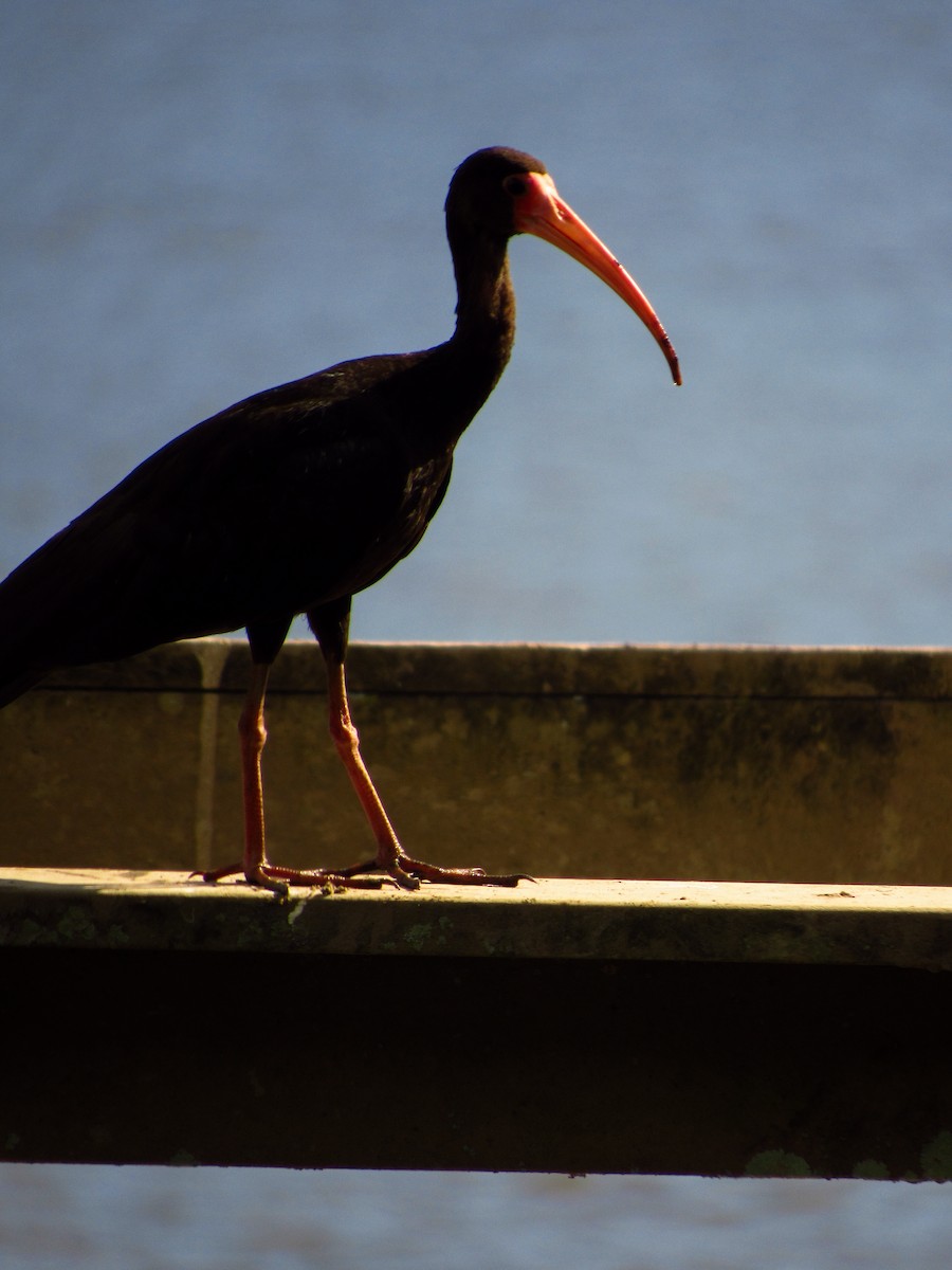ibis tmavý - ML620043478