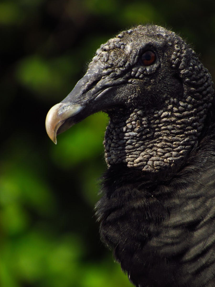 Black Vulture - ML620043491