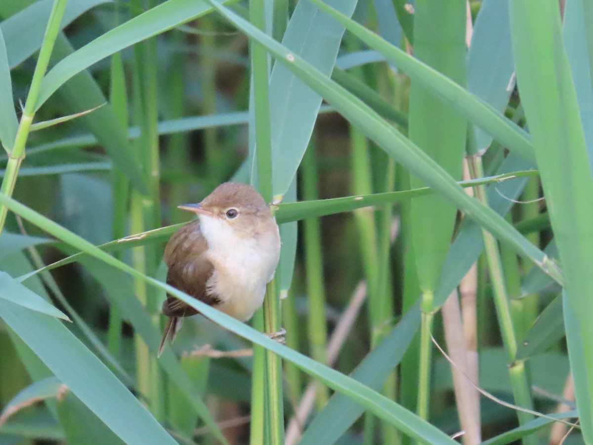 Common Reed Warbler - ML620043492