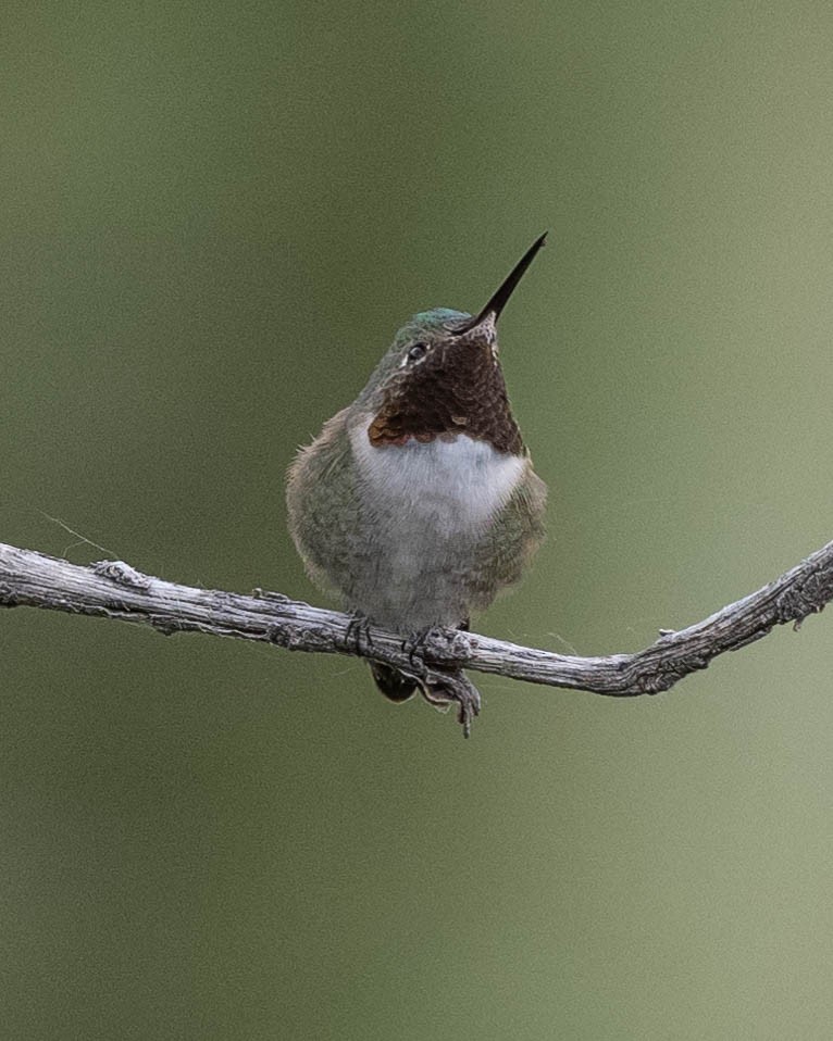 Broad-tailed Hummingbird - ML620043515