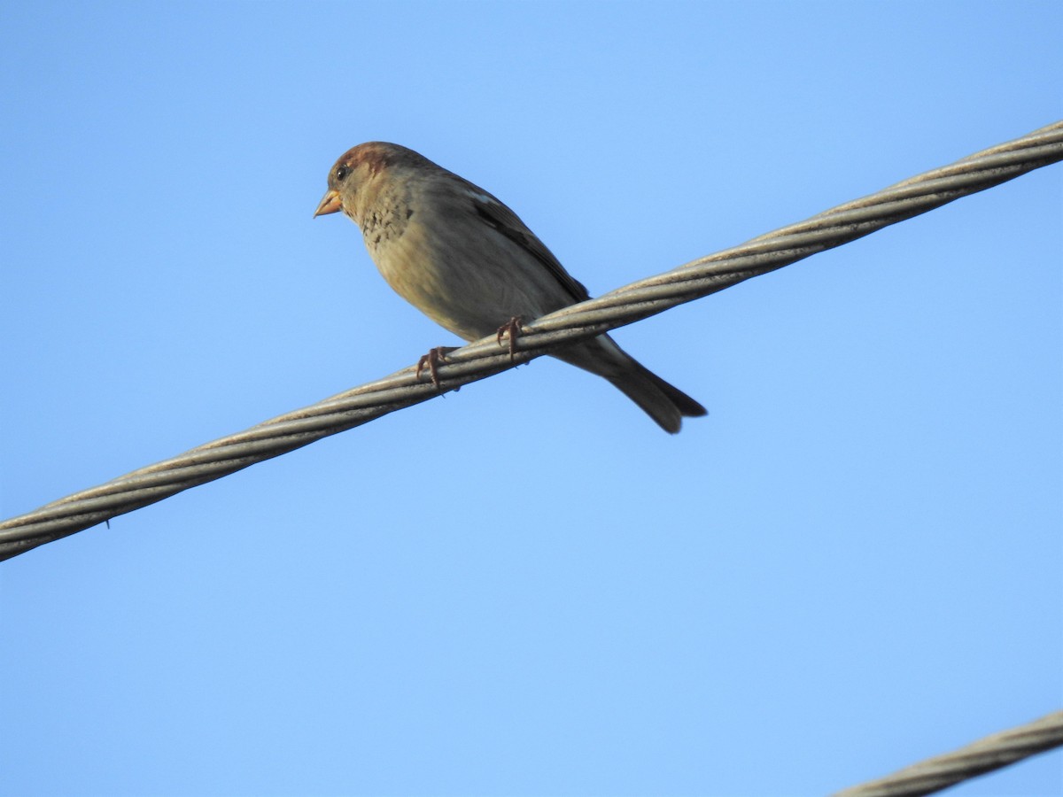 House Sparrow - ML620043540