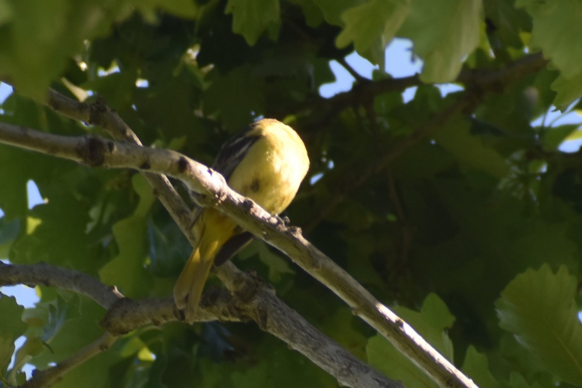 Orchard Oriole - ML620043573