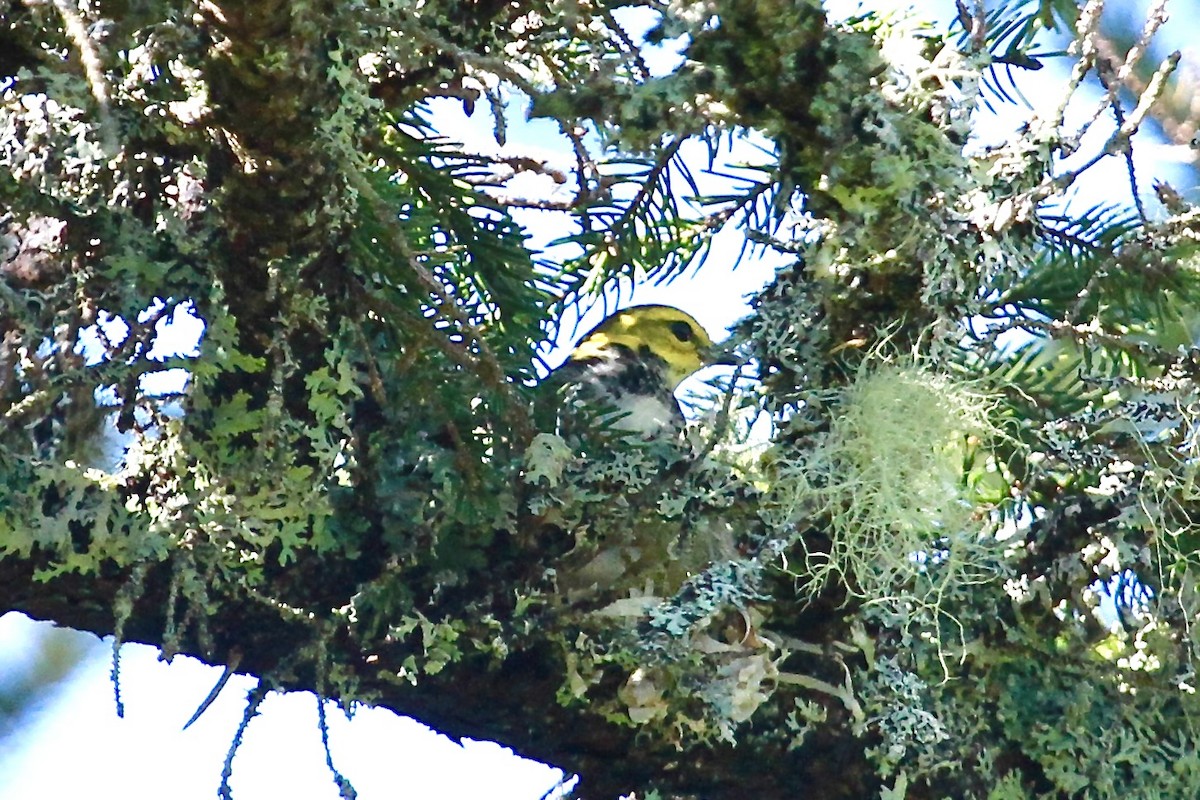 Black-throated Green Warbler - ML620043587