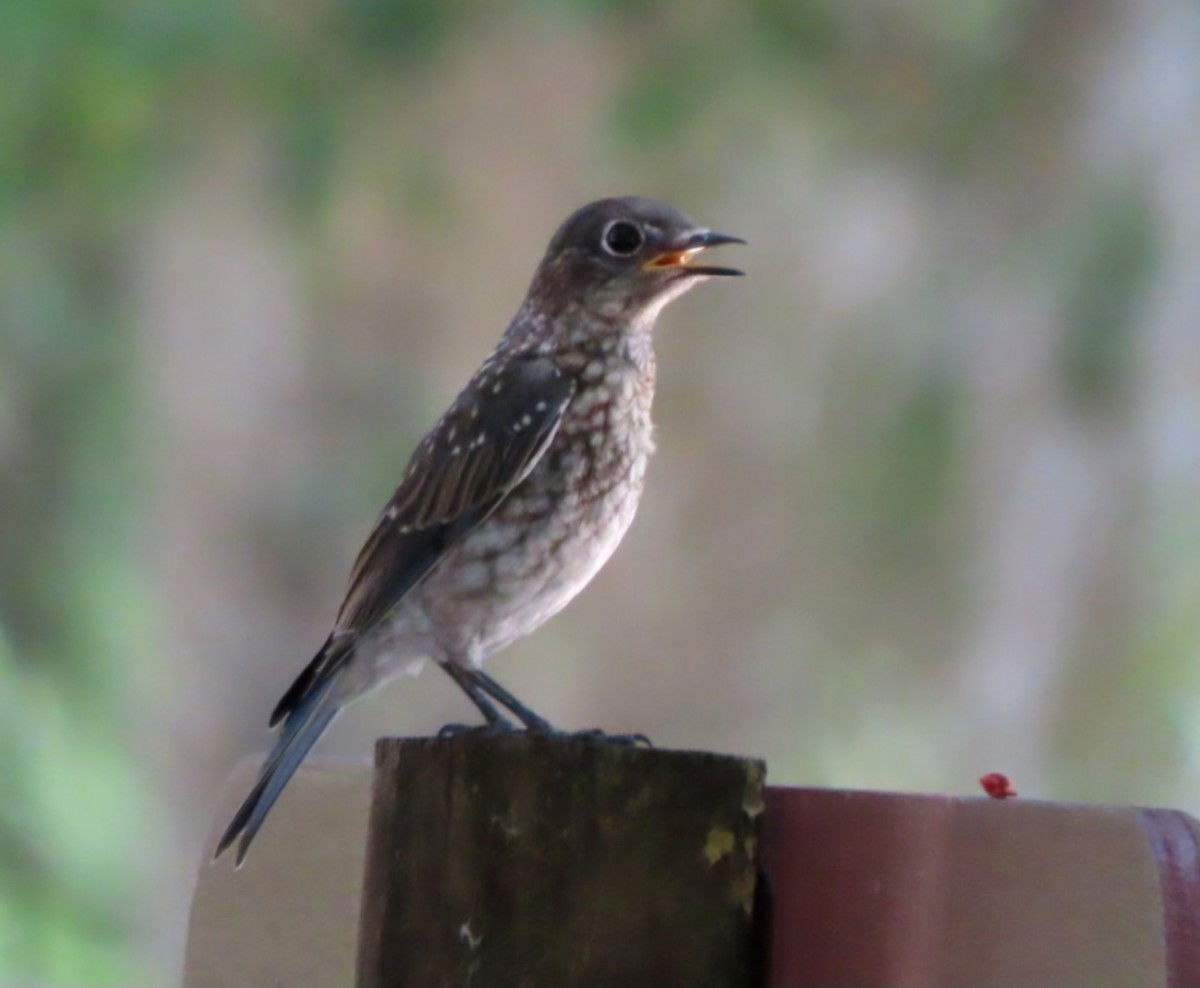 Eastern Bluebird - ML620043588