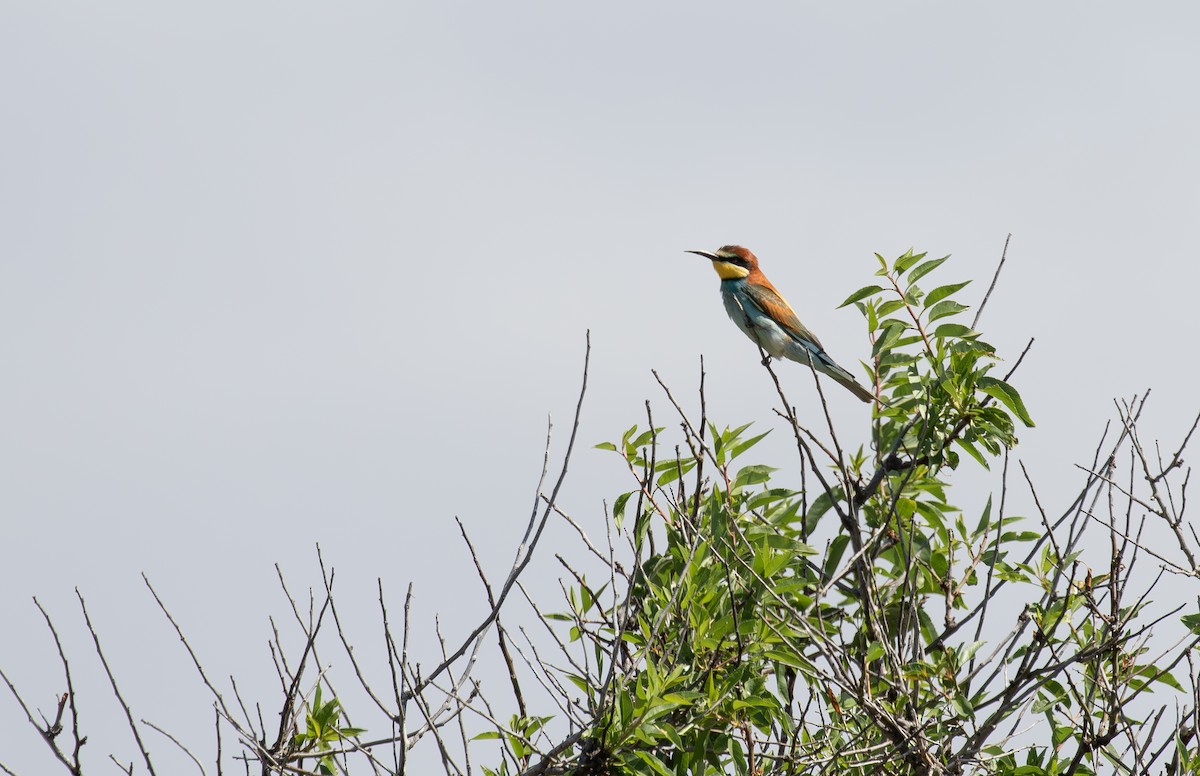European Bee-eater - ML620043590
