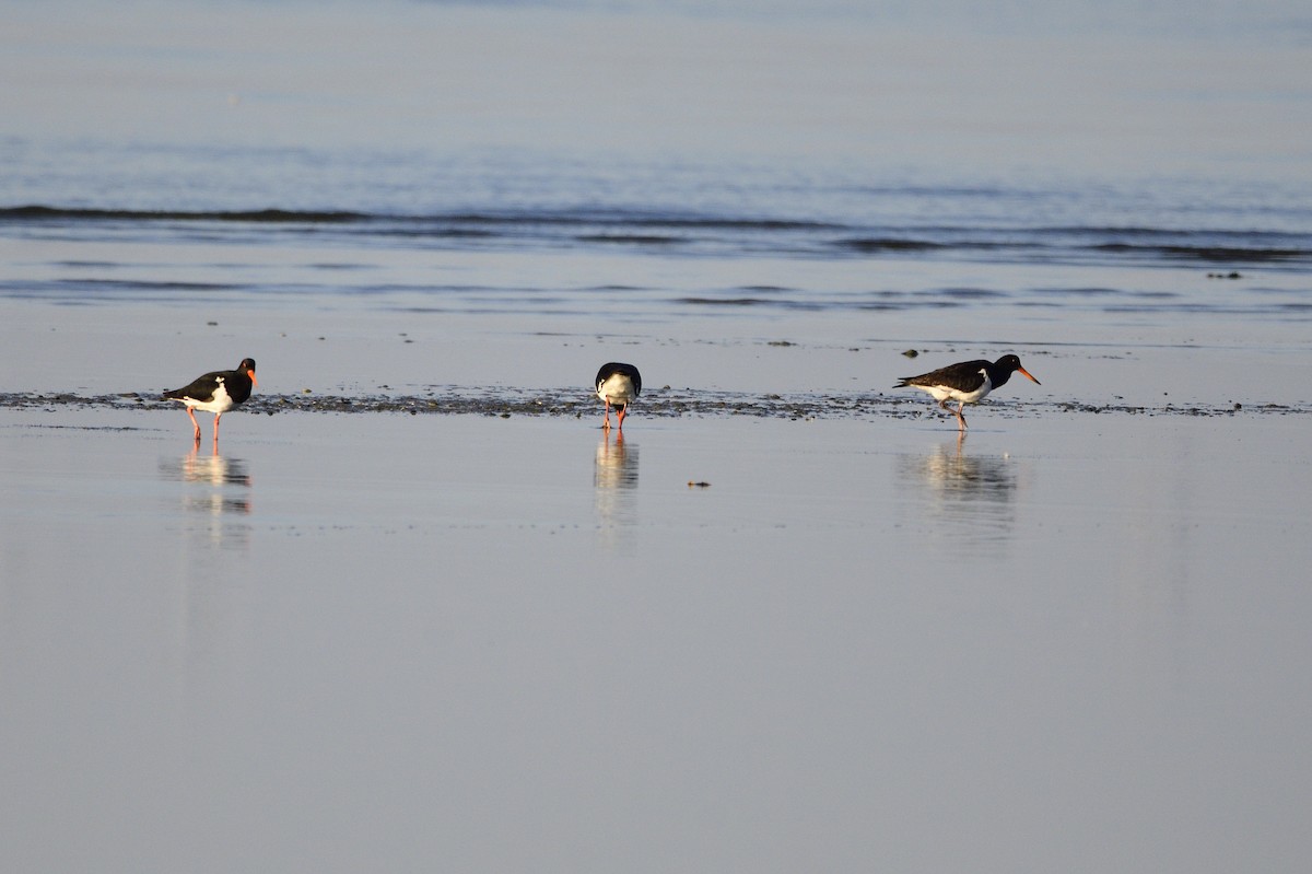 Pied Oystercatcher - ML620043591