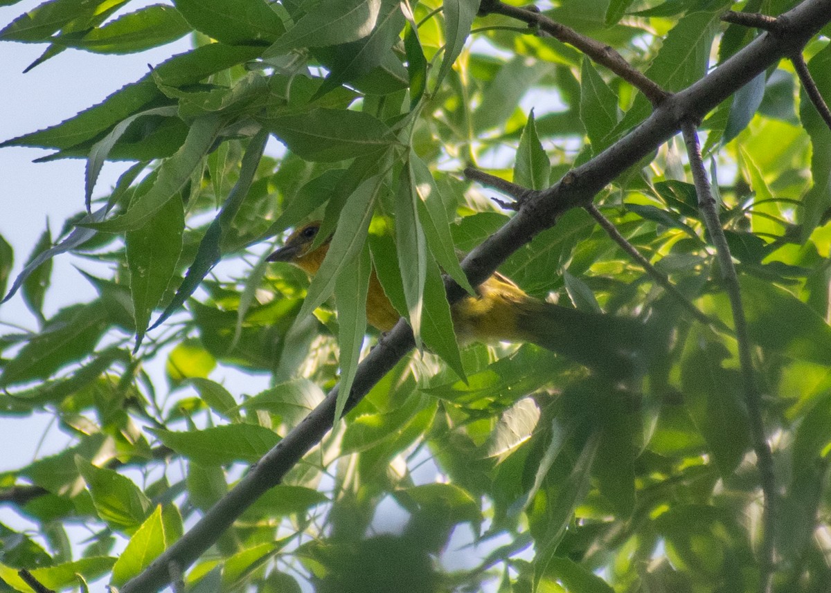 Flame-colored Tanager - ML620043615