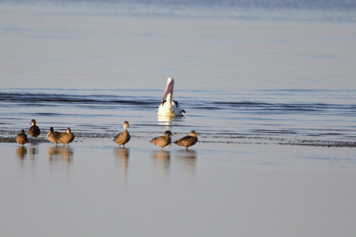 Australian Pelican - ML620043616