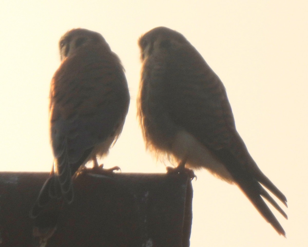 American Kestrel - ML620043619