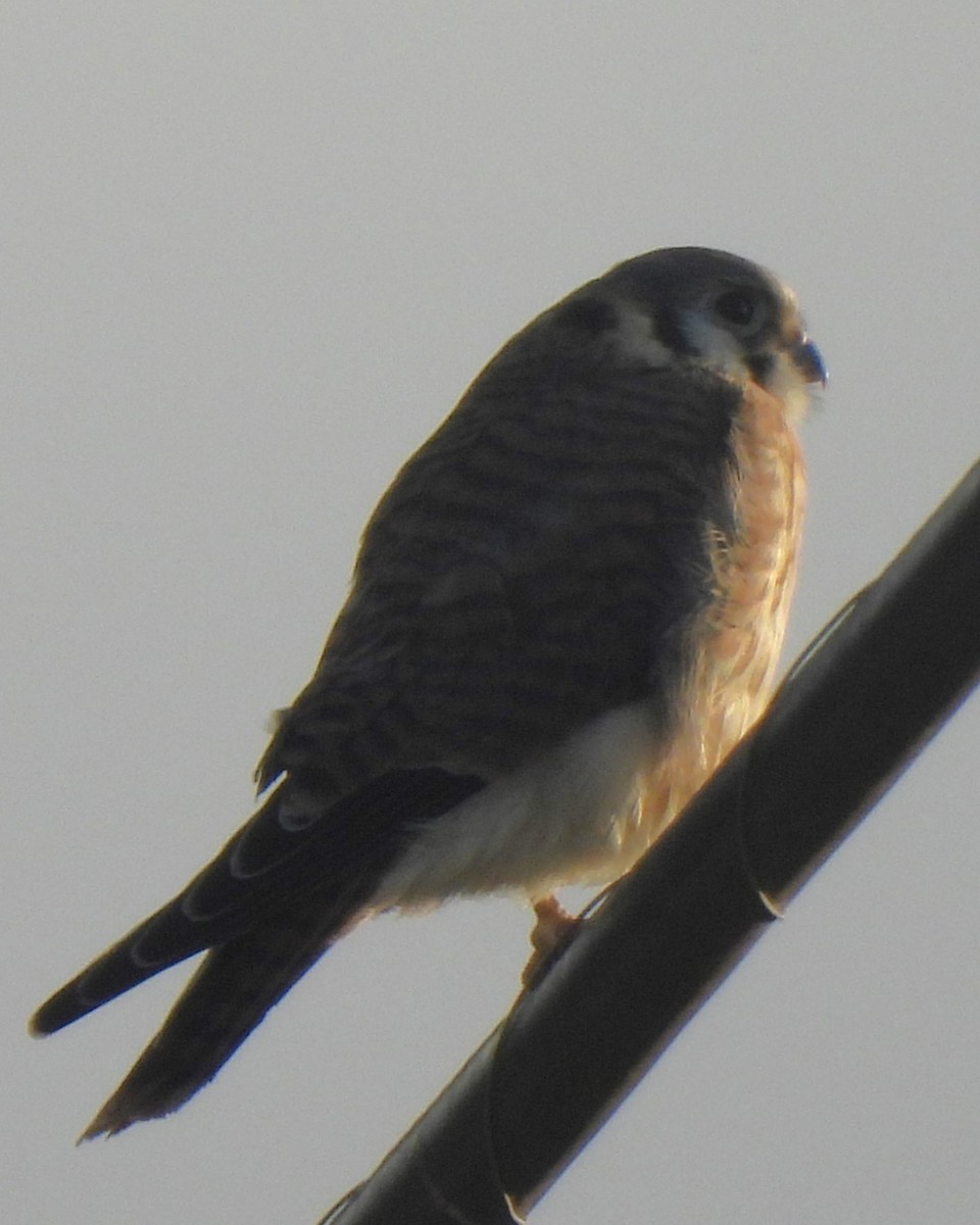 American Kestrel - ML620043620