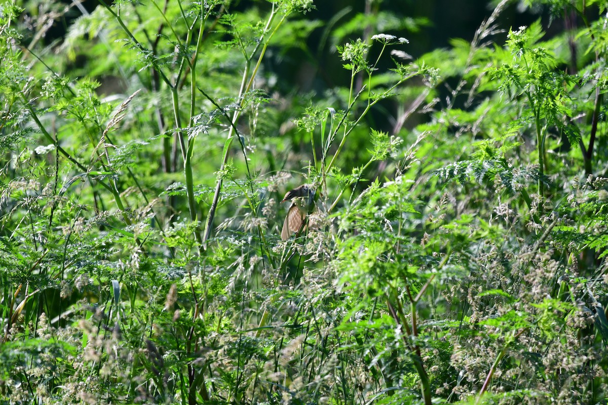 Blyth's Reed Warbler - ML620043626