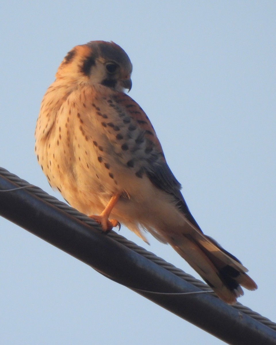 American Kestrel - ML620043632