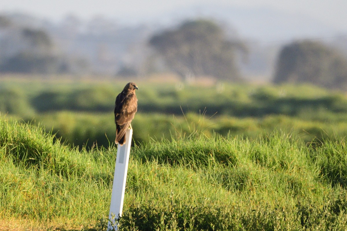 Swamp Harrier - ML620043636