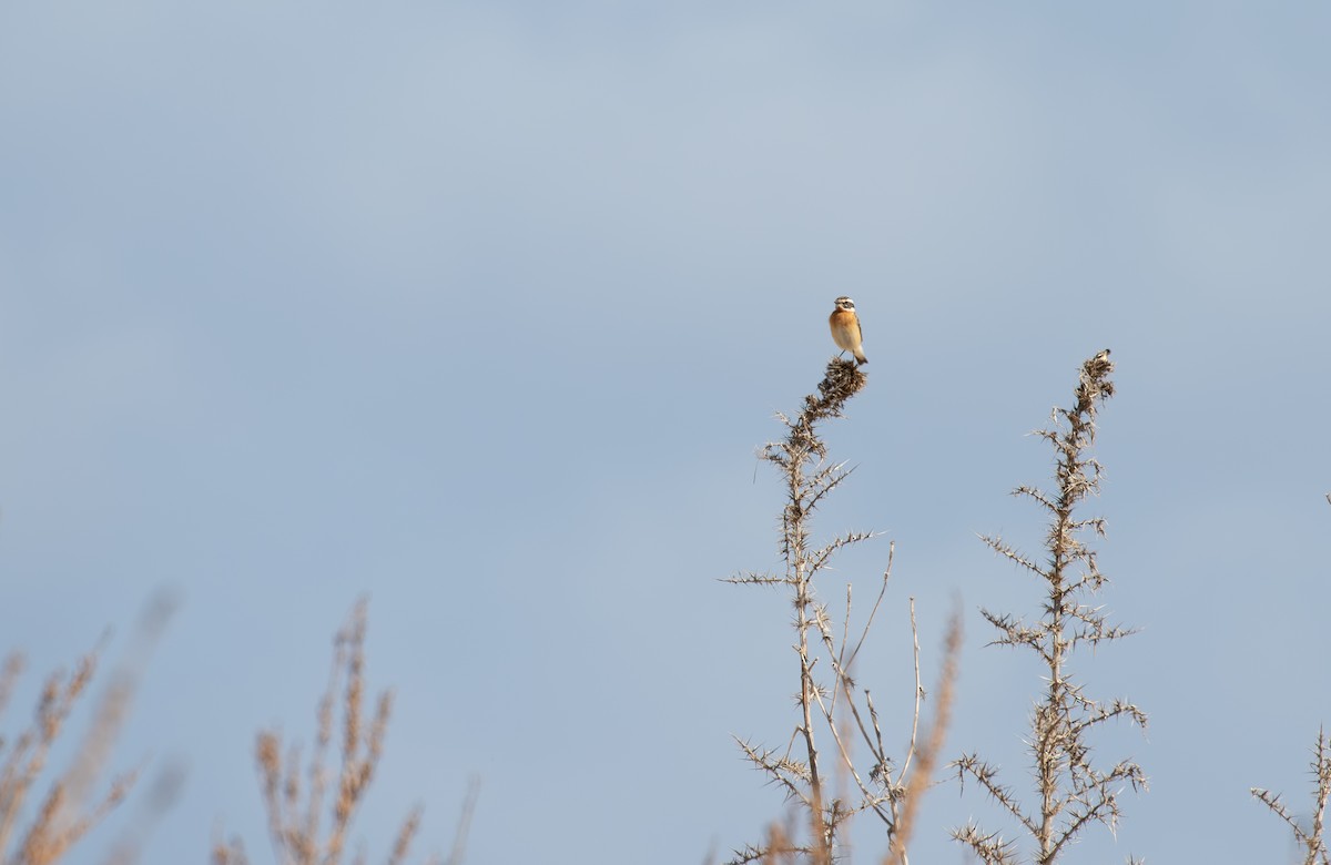 Whinchat - ML620043637