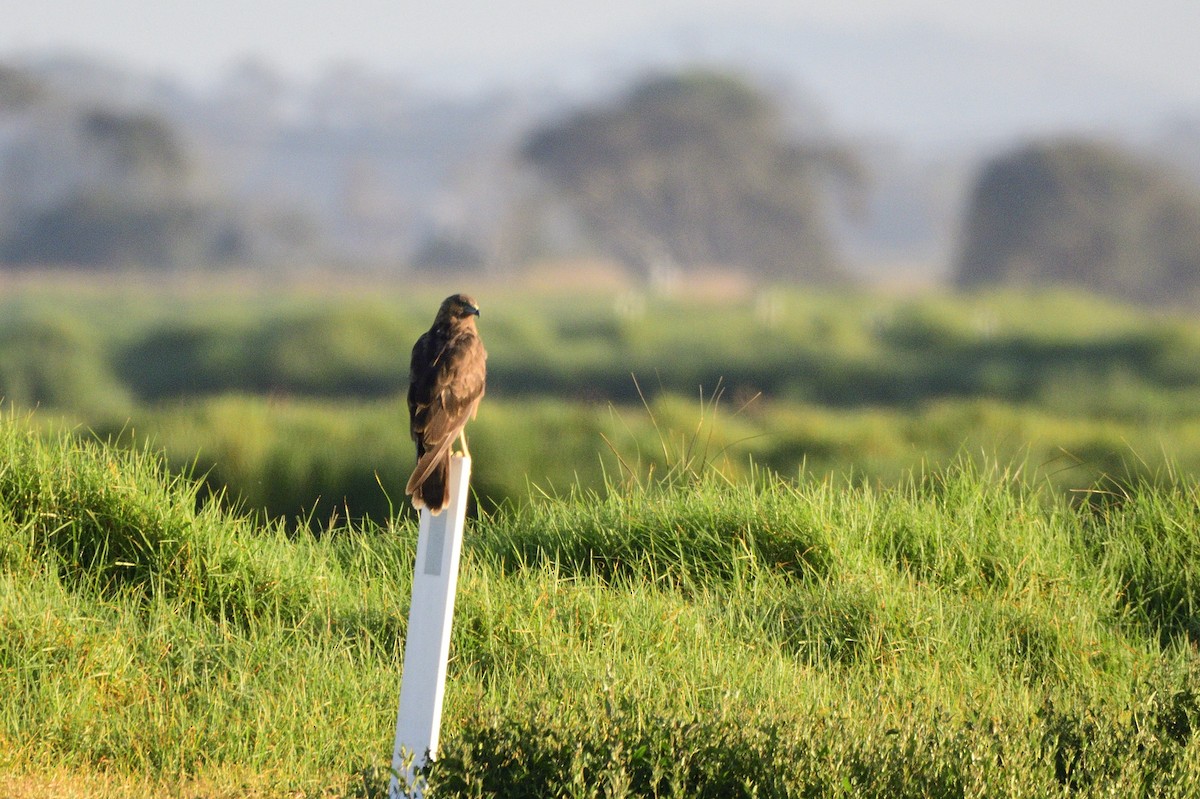 Swamp Harrier - ML620043638