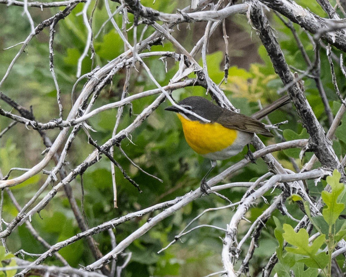 Yellow-breasted Chat - ML620043642