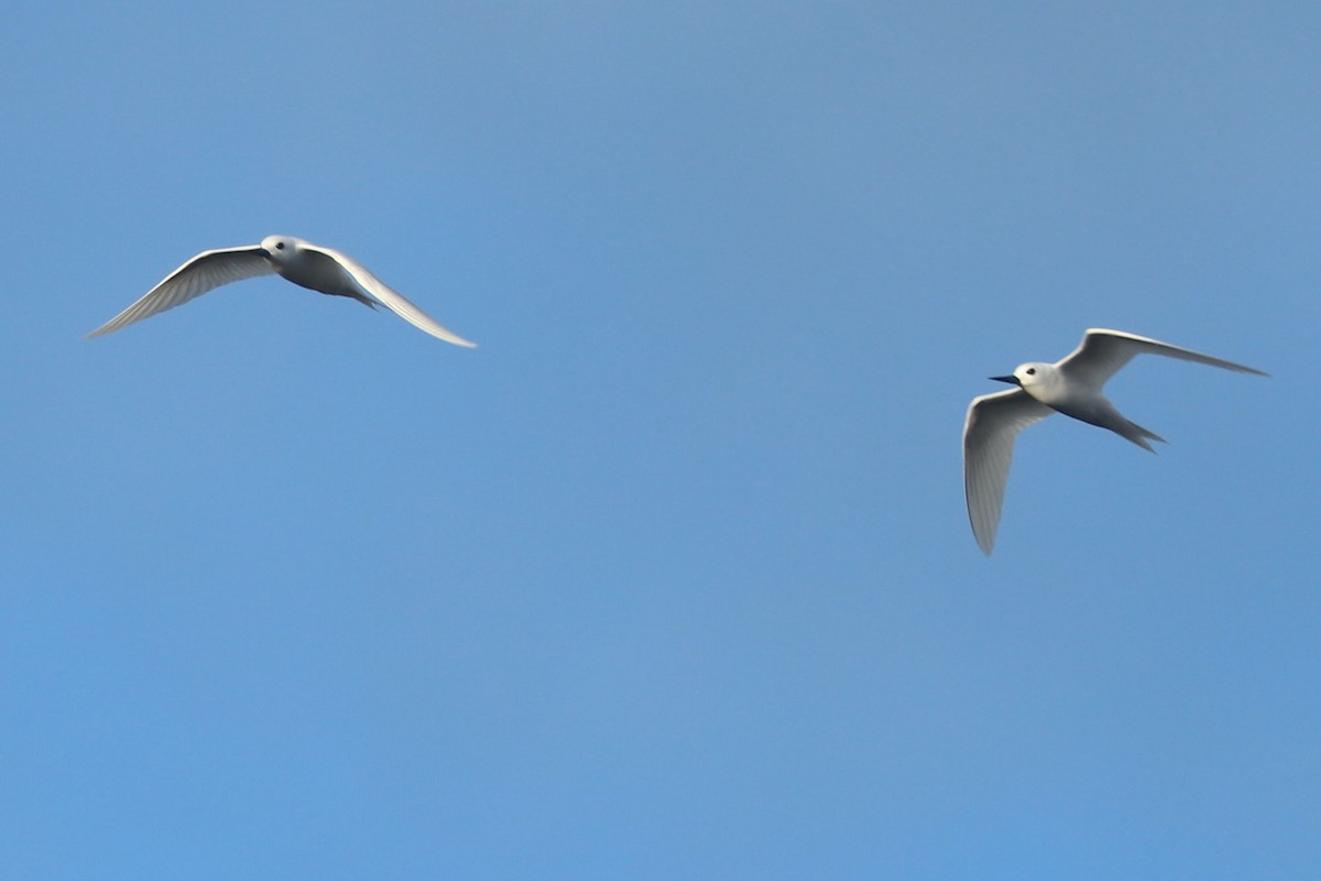 White Tern - ML620043643