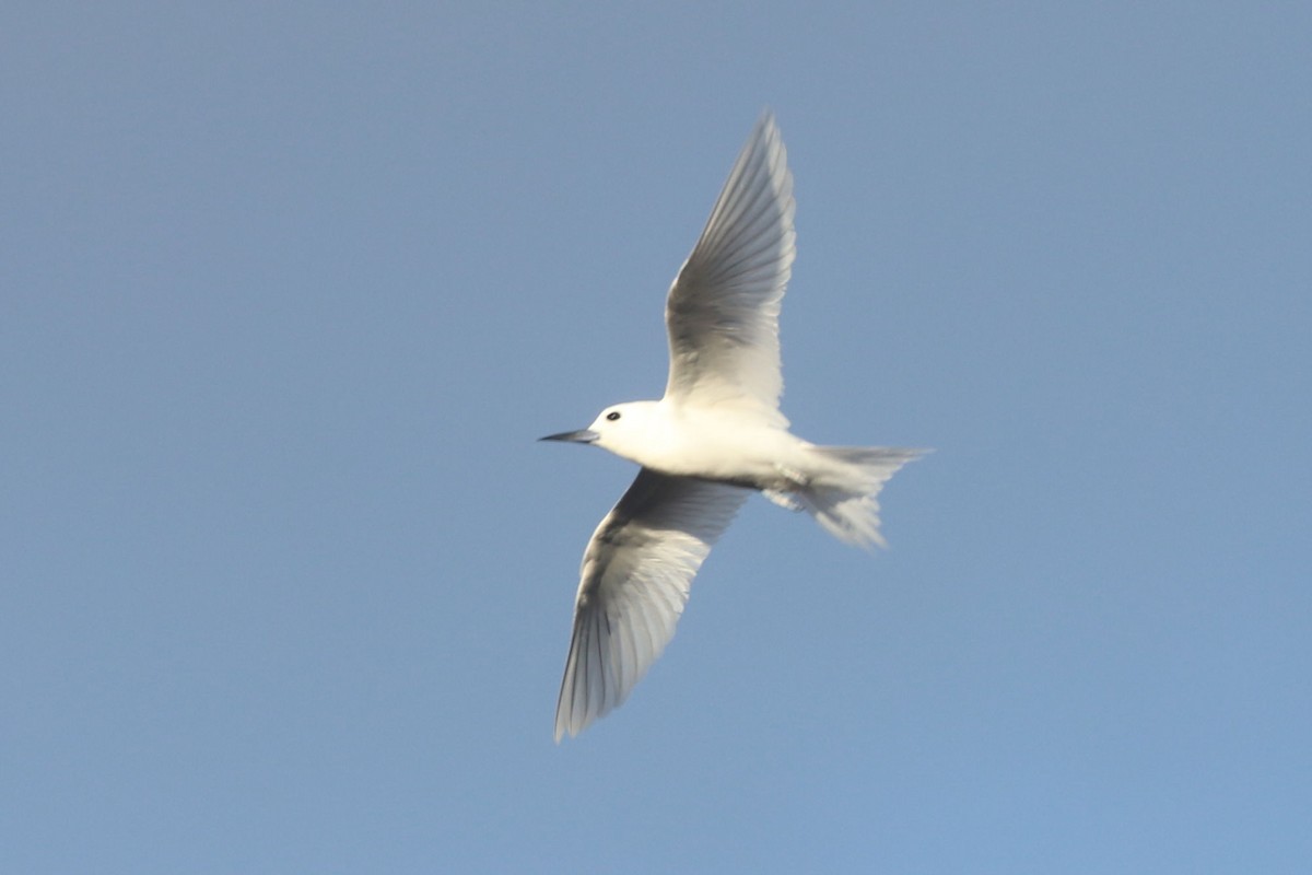 White Tern - ML620043644