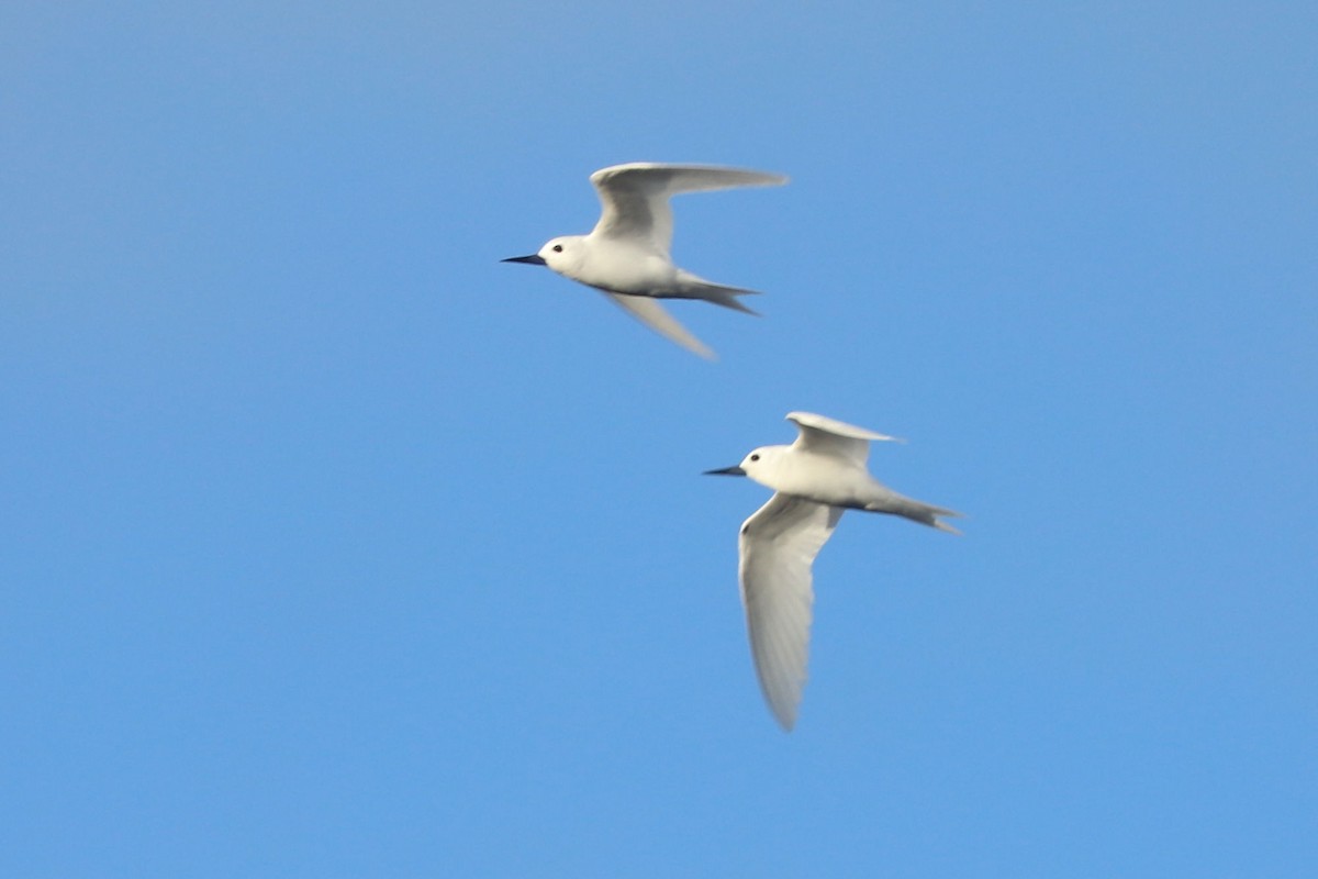 White Tern - ML620043645