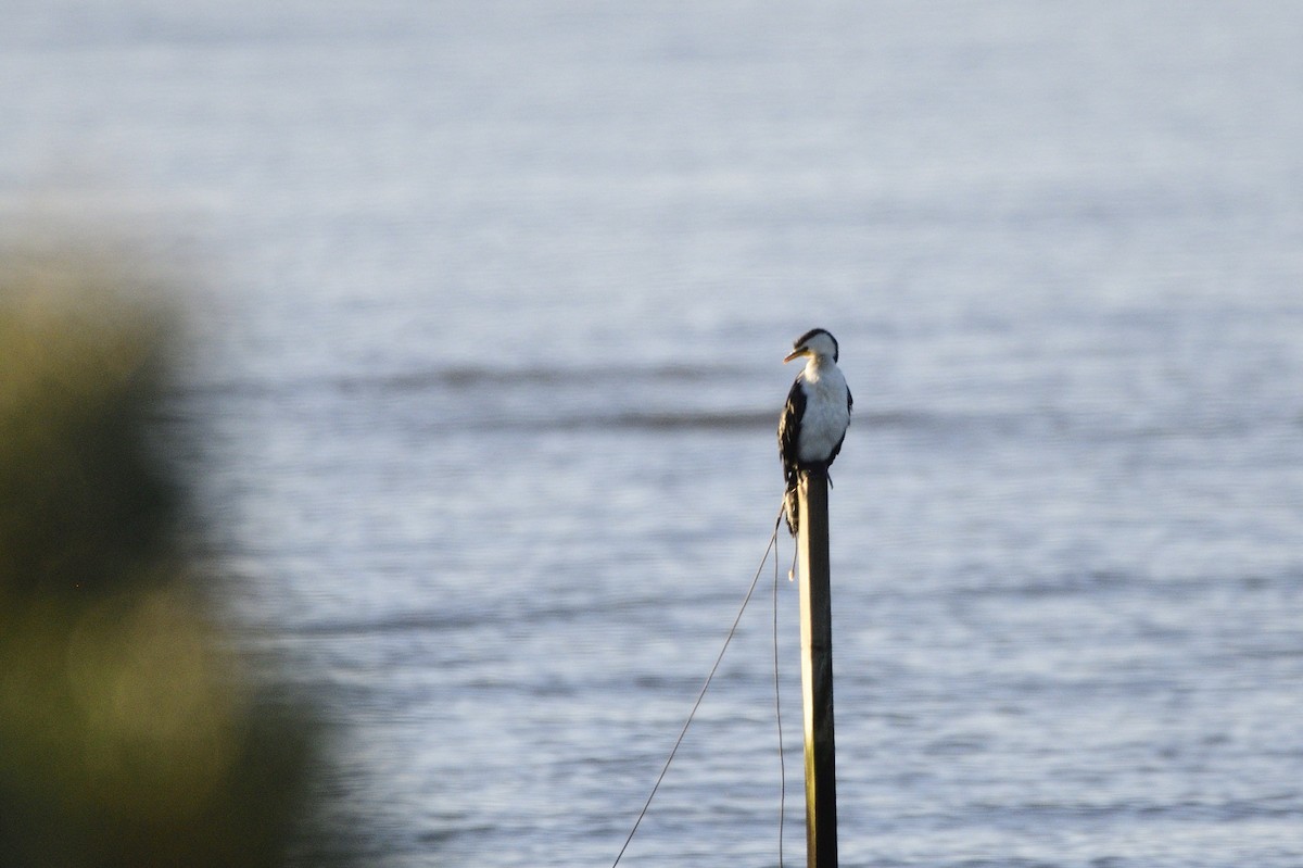 Little Pied Cormorant - ML620043646