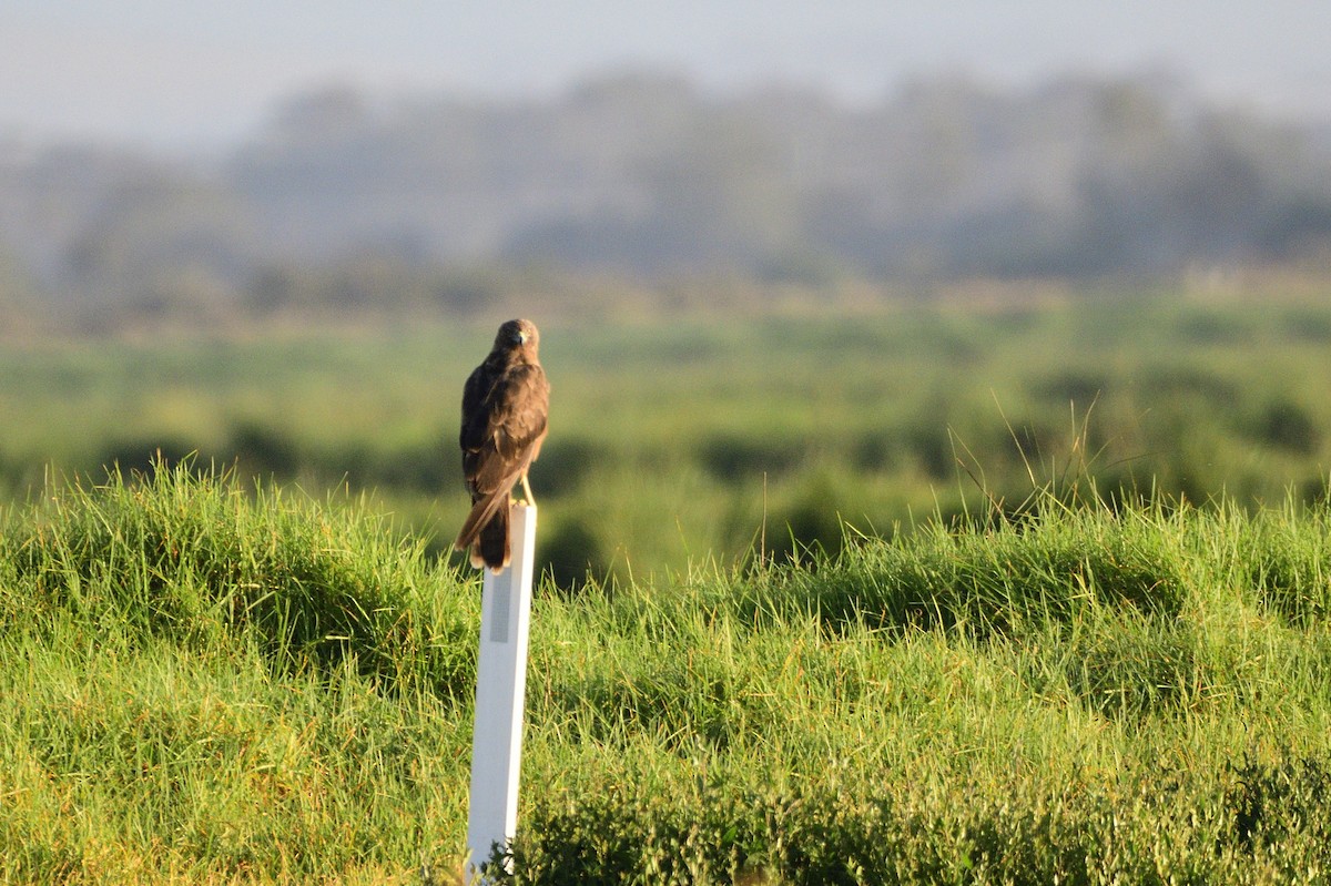 Swamp Harrier - ML620043665