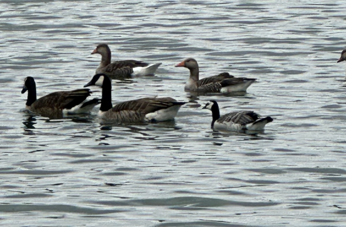 Barnacla Cariblanca - ML620043673