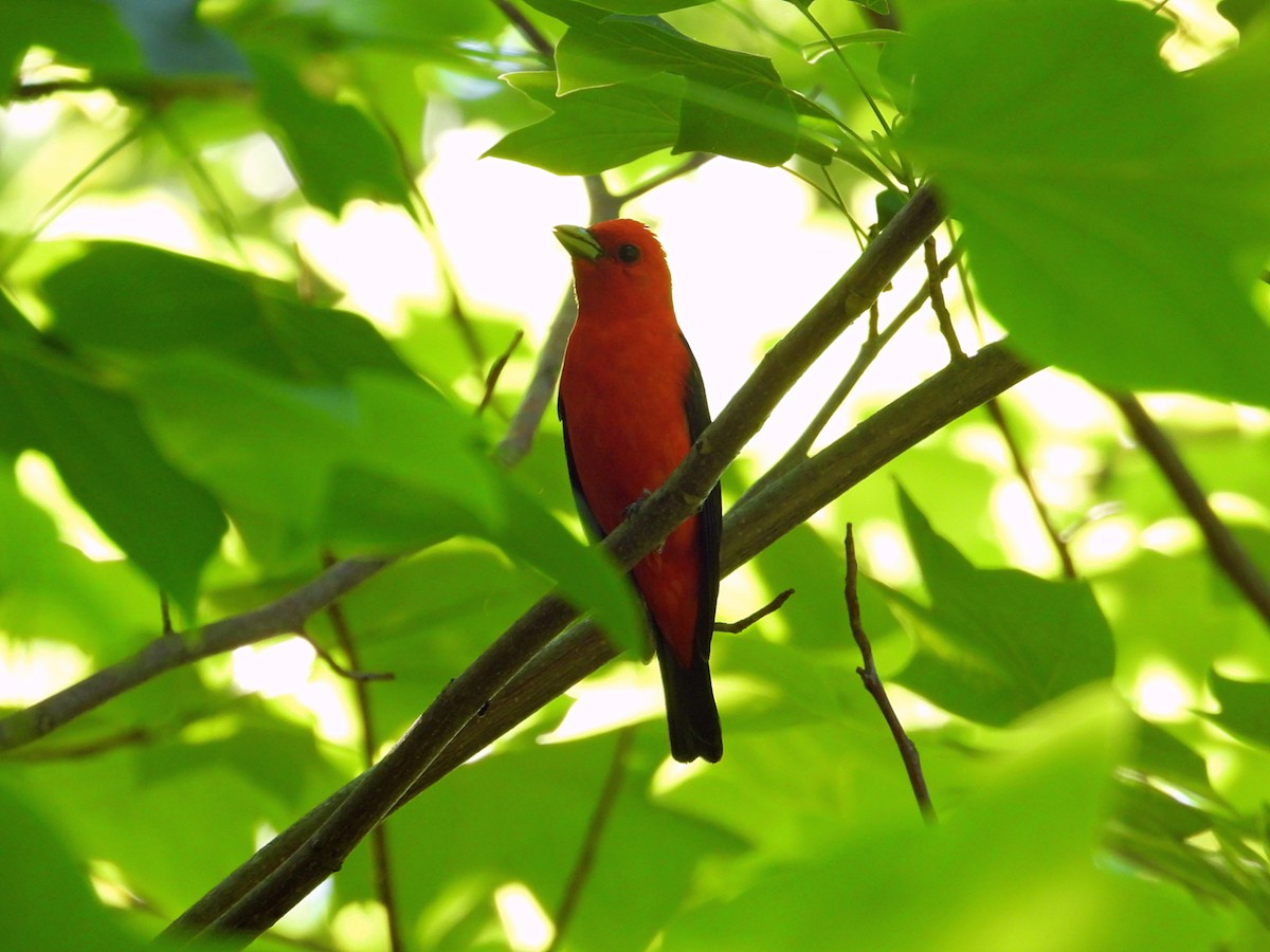 Scarlet Tanager - ML620043674