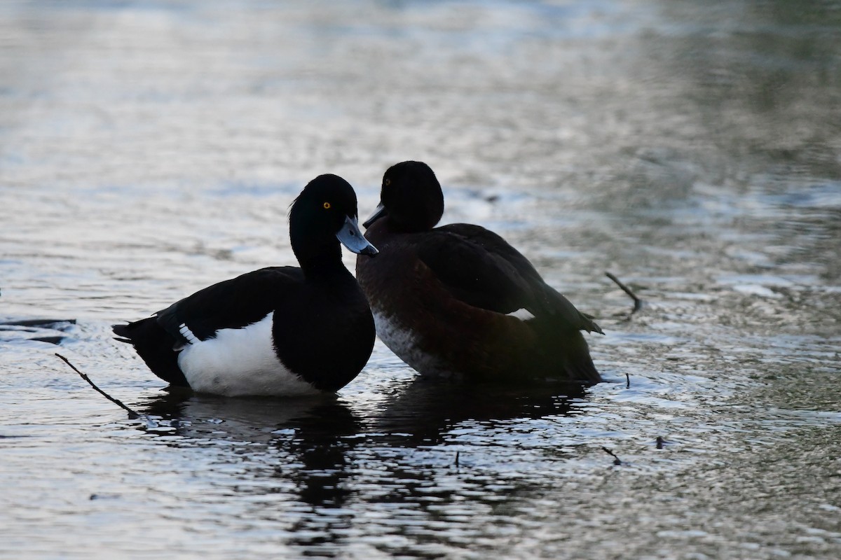 Tufted Duck - ML620043689