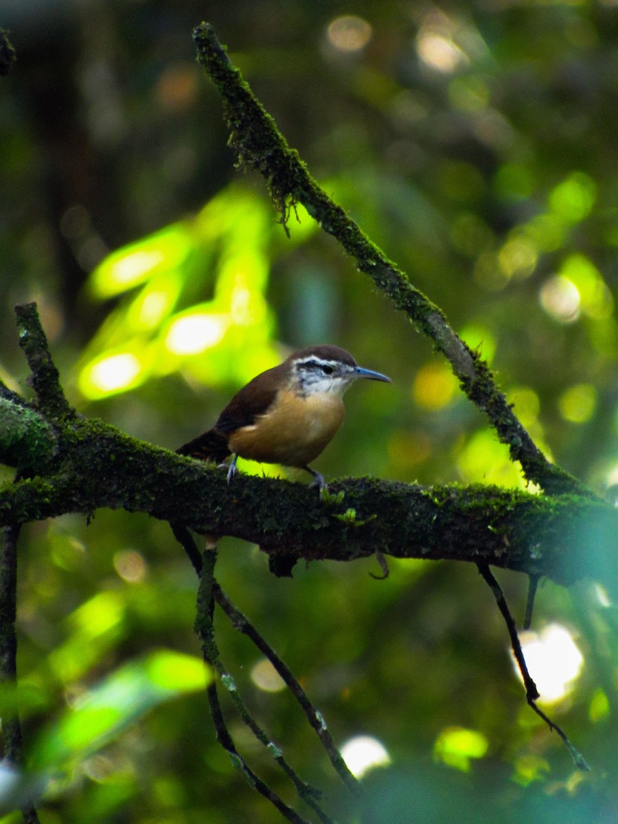 Long-billed Wren - ML620043690