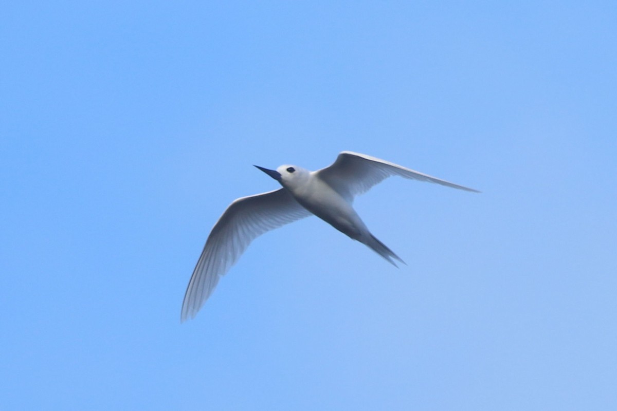 White Tern - ML620043694